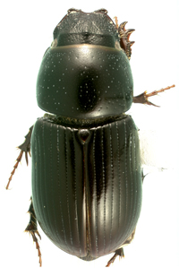 Aphodius granarius female